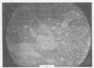 60%LC的PDLC在200倍顯微鏡下照片標(biāo)尺為125微米